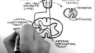 Spinal Pathways 4 - Corticospinal Tract