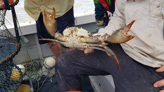 A Day of Crabbing by Boat in Queensland Australia / Living in Australia Vlog / #fishing #shortvideo