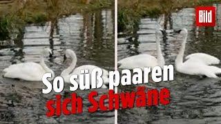 Schwäne klingen beim Paarungstanz wie Trompeten