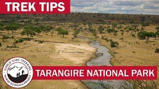 Tarangire National Park - What to Expect on Your African Safari | Trek Tips