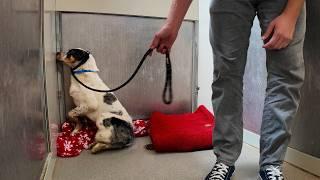 Watch the Moment Shut Down Shelter Dog leaves his Corner 