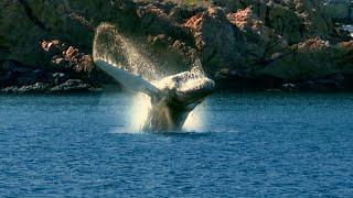 O Canada, Whale Songs in Newfoundland and Labrador