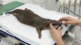 Otter limped leg and went to the animal hospital.(Health check-up, tooth scaling)