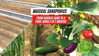 Sandponics Magic - From Barren Sand to Luscious Food Jungle in 2 Months : 2022