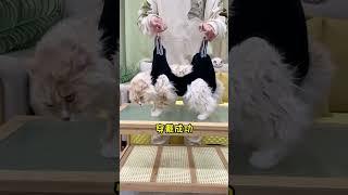 强行给猫咪剪指甲担心被抓伤挠伤，这个美容吊床帮你轻松控猫！ 猫咪剪指甲 猫咪吊床 萌宠好物