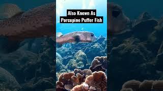 Did you know that PORCUPINE PUFFER FISH… #didyouknow