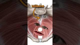 Is This Causing Your Tailbone Pain? 