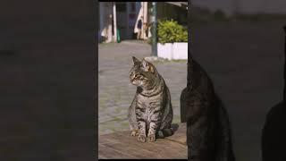 cute streets cat #shorts #meow #cat