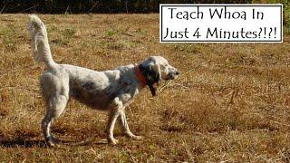 Teach Whoa In Four Minutes (Mark Payton Gundogs)