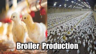 Broiler Production | Procedure of Broiler Production | @Dr.Abu-BakarNaeem