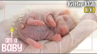 Meet A 2 Weeks Old Hedgehog  l I'm A Baby Ep. 09