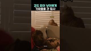 겁도 없이 냥이에게 기싸움을 건 집사