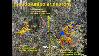 Mechanoreceptors