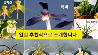 10월27일. 동련ㆍ옥산ㆍ신라ㆍ중투 ㆍ호진ㆍ일송정ㆍ산반녹호ㆍ운무령ㆍ흑비ㆍ금계ㆍ금옥산 소개합니다.