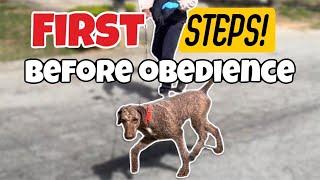 First Thing To Do With Your New Dog BEFORE Basic Obedience