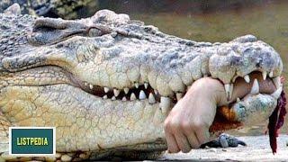 Top 10 Most DANGEROUS Animals In The World