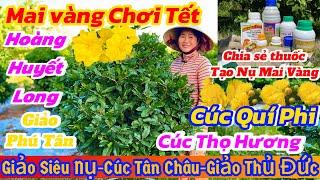 23/11️ 0398958869️Mai vàng giá rẻgiảo Phú tân-cúc thọ hương-cúc không nhị-cúc quý phi-thủ đức