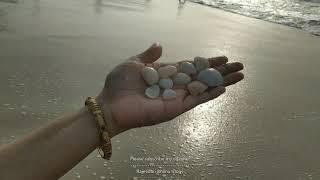 Sea Shells Collection from Beach || RK Beach || Vizag