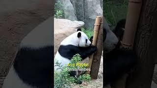 Fascinating Panda Facts You Never Knew!  |Ultimate Panda Guide #shorts