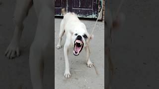 "Real Aggressive Dog Reaction! | Warning: Intense Growls!"