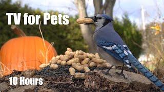 Saturday Morning Cartoons for Pets - Blue Jays and Squirrels Edition - Cat TV  - Nov 16, 2024