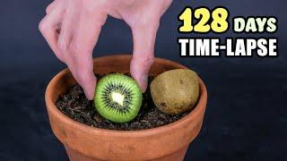 Growing Kiwi Plant From Seed (128 Days Time Lapse)