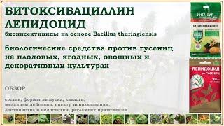 Битоксибациллин и Лепидоцид - биологические инсектициды против гусениц и других вредителей. Обзор