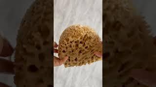 New XXL Natural Honeycomb Sea Sponge | by Jordan Benedict London