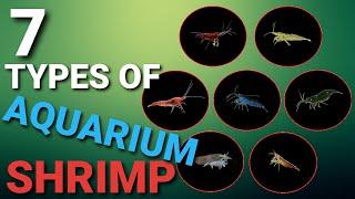 All The Types Of Aquarium Shrimp Minus A Couple