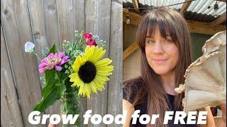 How I Grow Food for FREE! Gardening tips for cheap gardeners 