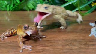 custard?  No！mustard  frog and toad(southern toad, amazon milk frog)