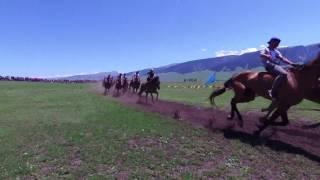 Etnic Kazakh Horse