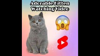 Adorable Kitten watching youtube videos on phone. Kitty Furry Vlog. The adorable british shorthair