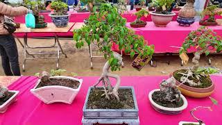 Báo giá Cây Cảnh chợ Viềng chùa || Bonsai Dương Nguyễn