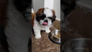 "This Shih Tzu Puppy's Playtime Will Make Your Day!" #shorts