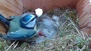 WE HAVE BABIES !! Baby bluetit Chicks Hatching, 2022 bluetit nesting Series