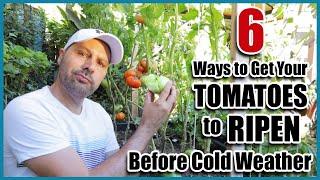 Get Tomatoes to Ripen Faster on the Vine -  How to Ripen Green Tomatoes