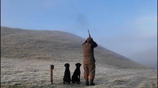 Driven Shooting with Labrador Retriever Gundogs 23/24 season