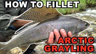 How to Fillet Arctic Grayling (Gutless Method)