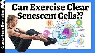 Can EXERCISE Clear Our Senescent Cells??