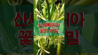 Do Sansevieria flowers produce honey?