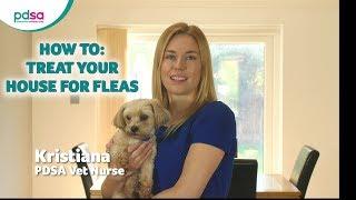 How To Treat Your House For Fleas: PDSA Petwise Pet Health Hub