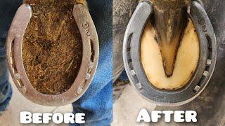 Full Restoration with new shoes / FARRIER ASMR