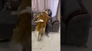 When he saw his fav hooman after 3 months️