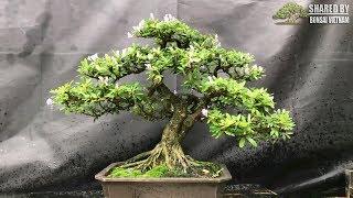 Vườn Bonsai ở Sài Gòn chờ Tết