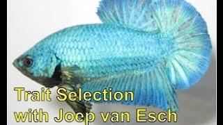 Betta Selective Breeding with Joep van Esch: Trait Selection