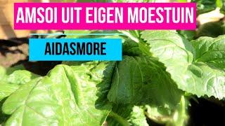 AMSOI UIT EIGEN MOESTUIN || WOKKEN #AIDASMORE #MOESTUINTJE