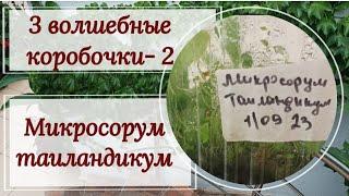 3 волшебные коробочки часть 2. Микросорум таиландикум. Пикировка сеянцев.