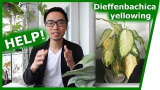 Houseplant Q&A: Dieffenbachia yellowing, peace lily brown tips