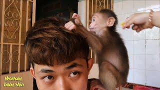 Monkey Baby Shin climbs and climbs my hair to catch lice | Cute animal videos